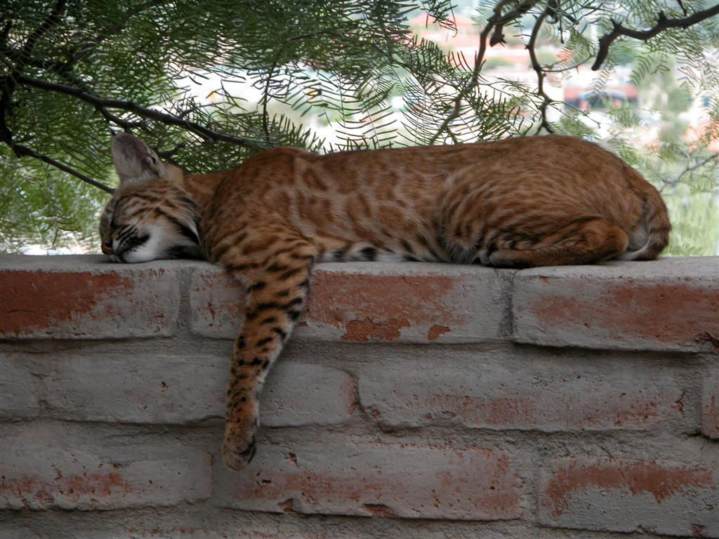 Backyard Bobcats